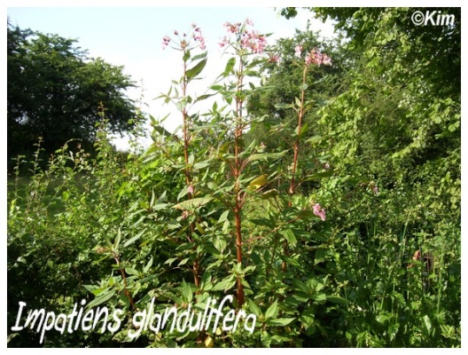 impatiens glandulifera