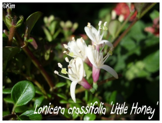 lonicera crassifolia 'little honey'