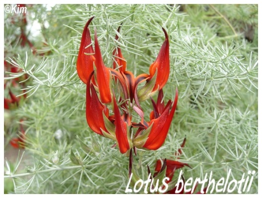 lotus berthelotii