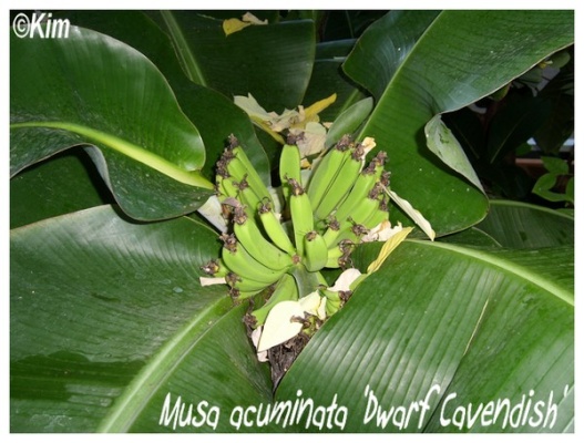 musa acuminata 'dwarf cavendish'