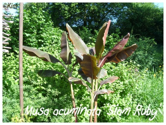 musa acuminata 'siam ruby'