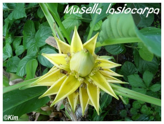 musella lasiocarpa