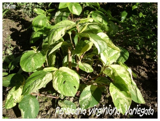 persicaria virginiana 'variegata'