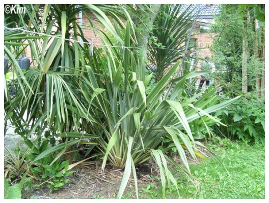 phormium tenax