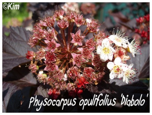 physocarpus opulifolius 'diabolo'