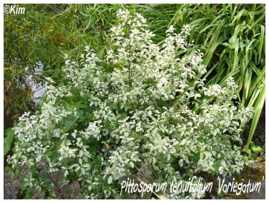 pittosporum tenuifolium 'variegatum'