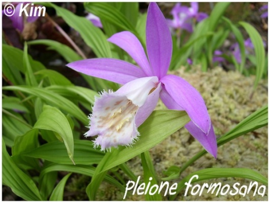 pleione formosana