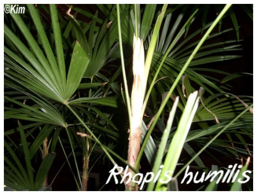 rhapis humilis