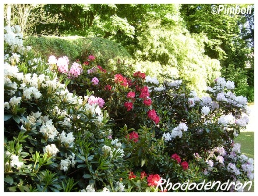 rhododendrons en fleurs