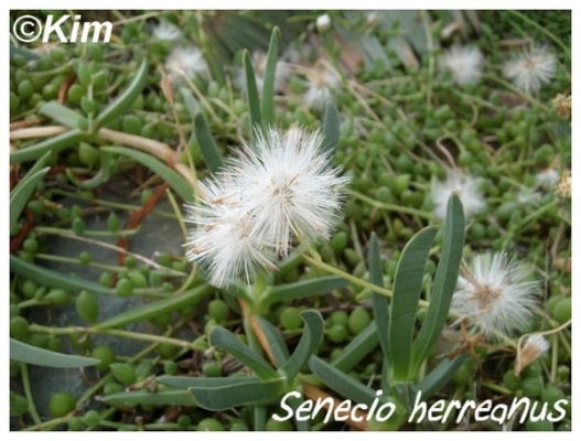 senecio herreanus