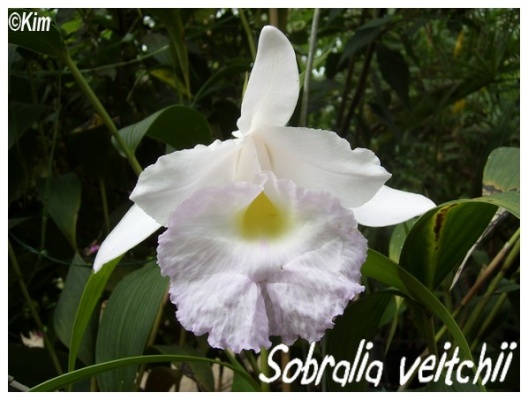 sobralia veitchii