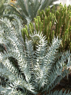 Encephalartos horridus.