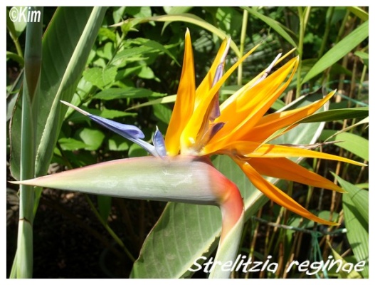 strelitzia reginae