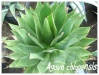 agave chiapensis