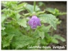 calamintha nepeta 'variegata'