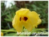 Orchidées et carnivores Dendro15
