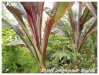 ensete ventricosum 'maurelii'