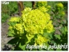 euphorbia palustris