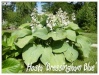 hosta 'bressingham blue'