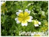 limnanthes douglasii