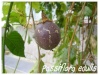 passiflora edulis