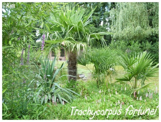 trachycarpus fortunei