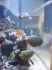 photo of the month Tangs10