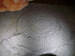 fossileum