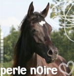 perle-nOire