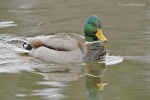 mallard rus