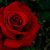 Thorned Rose