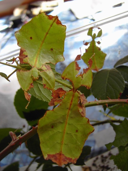 Phyllium giganteum