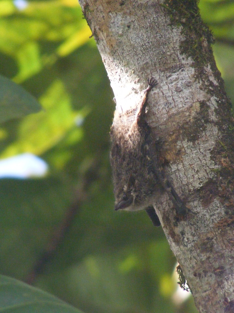 Chauve-souris indtermine - Guyane franaise