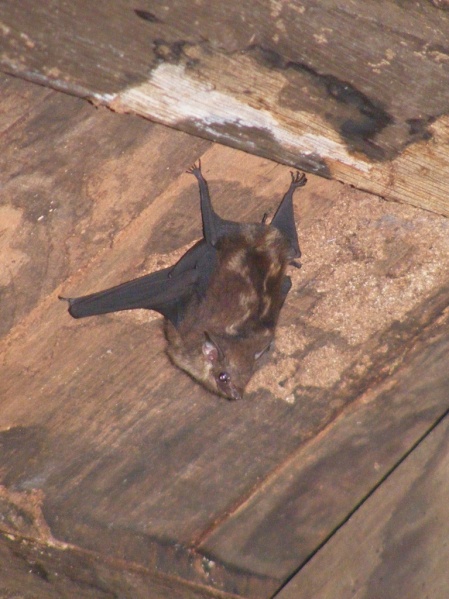 Saccopteryx sp. - Guyane franaise