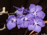 Violet_Orchid