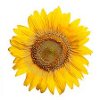 Helianthus