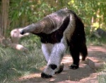 anteater