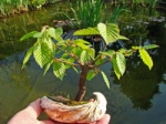 Les plantes autour du bassin, dans la serre 82-53