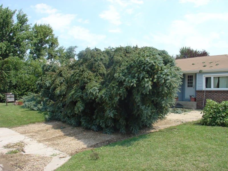 Wind damage in Milbank