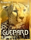 Guepard