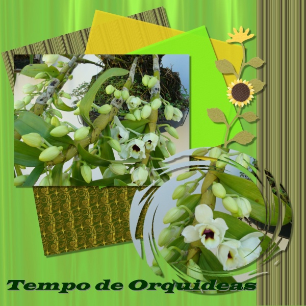 tempos de orquideas - 001