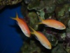 Pseudanthias squamipinnis