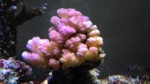 Acropora