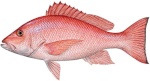 Red Snapper