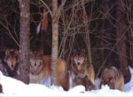 La meute de loups