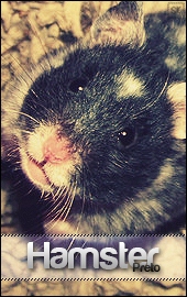 Hamster_Preto