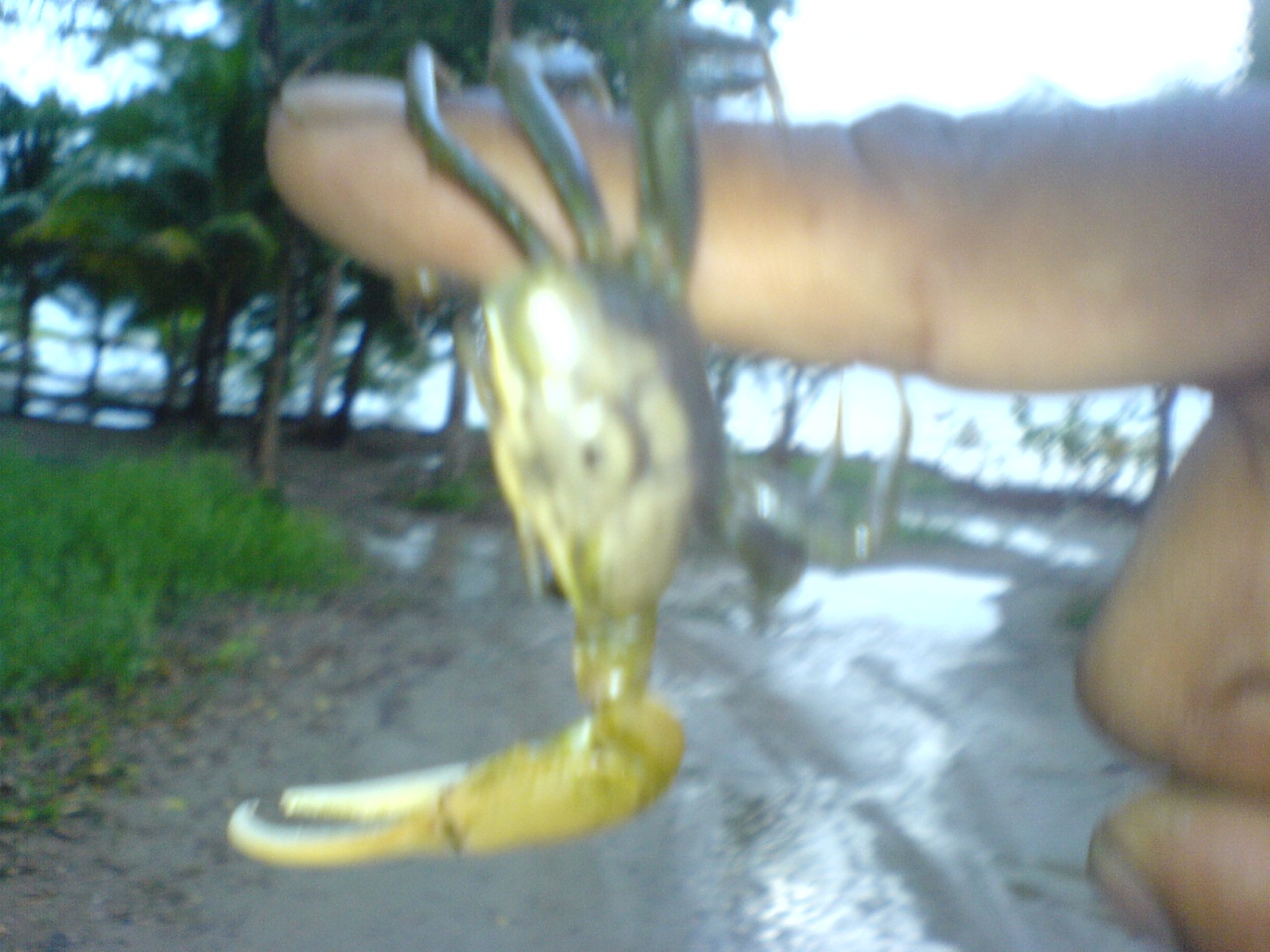 crab