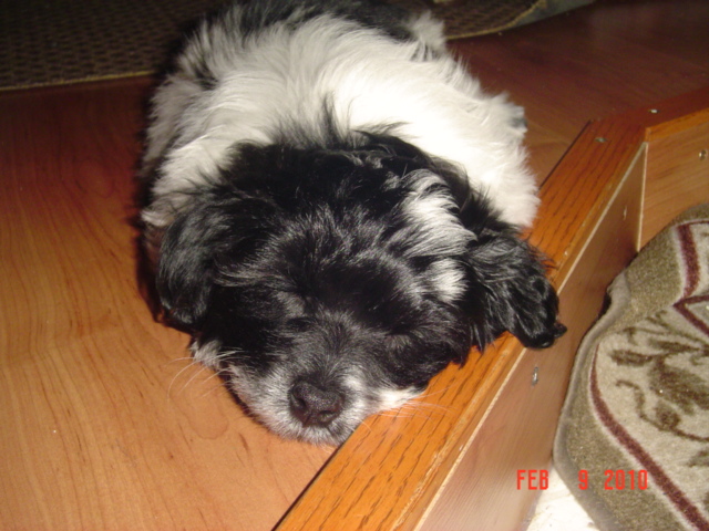 Max sleeping (Sam's puppy)