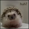 HedgehogMad