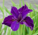 iris1